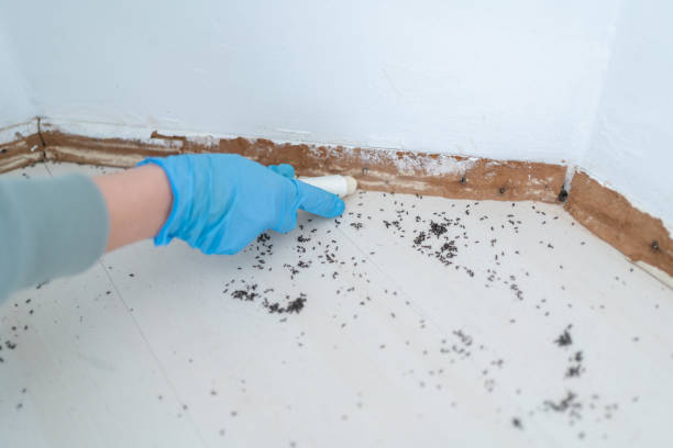 Real Estate Pest Inspections in Berrien Springs, MI